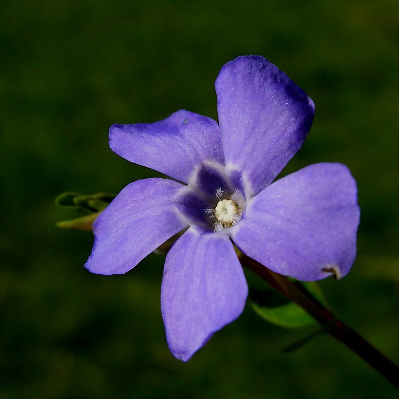 pierwszy \\\\\\\\\\\\\\\\"Vinca minor\\\\\\\\\\\\\\\\" :)