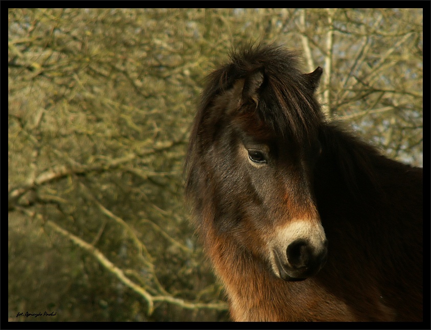 Portret nieśmiały | Kuc Exmoor