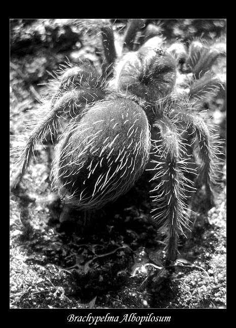 Brachypelma Albopilosum