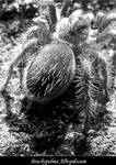 Brachypelma Albopilosum