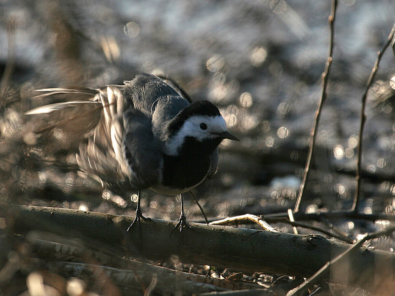 pliszka siwa