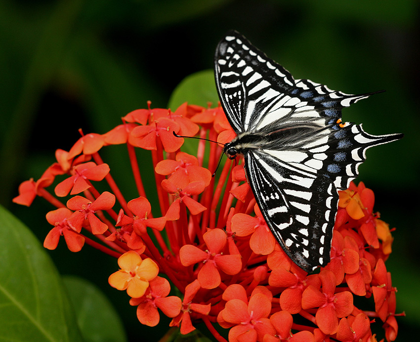 Papilio xutus