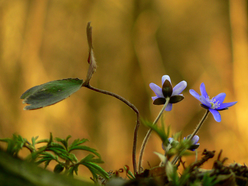 hepatica nobilis