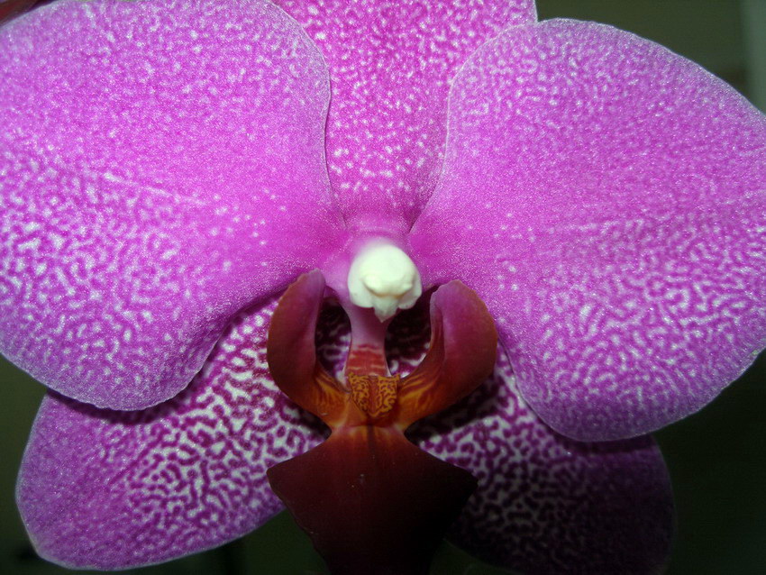 Orchidea