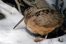 Slonka, Scolopax rusticola