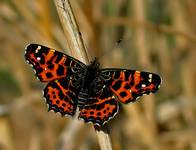 RUSAŁKA KRATKOWIEC (Araschnia levana) (pierwsze pokolenie)