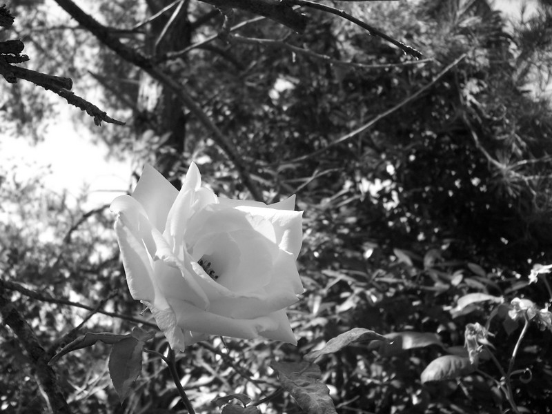 b/w rose