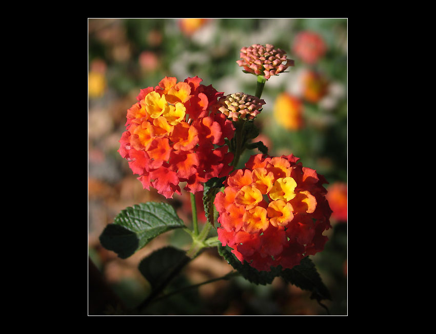 Lantana