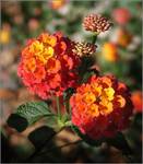 Lantana