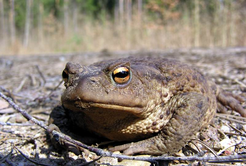 z rapuszej perspektywy