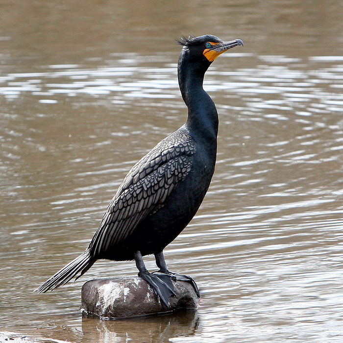 Kormoran rogaty