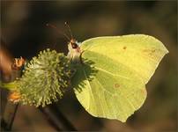 Listkowiec cytrynek (Gonepteryx rhamni)