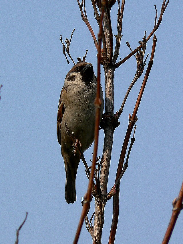 wróbelek elemelek