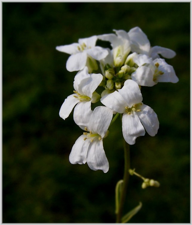 ARABIS FERDINANDI-COBURGII \\\\\\\\"OLD GOLD\\\\\\\\".jpg