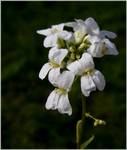 ARABIS FERDINANDI-COBURGII \\\\\\\\"OLD GOLD\\\\\\\\".jpg