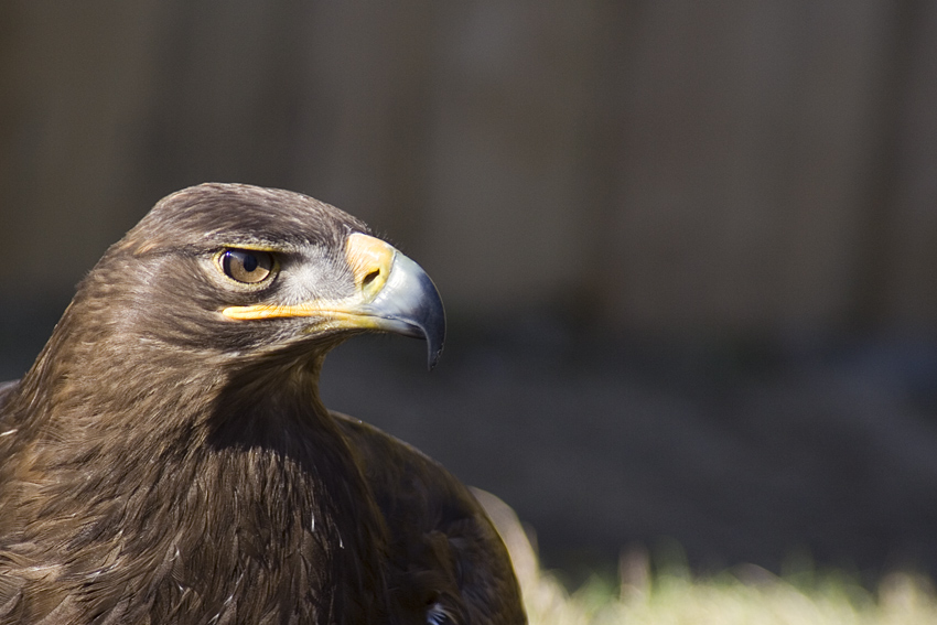 Aquila Nipalensis...