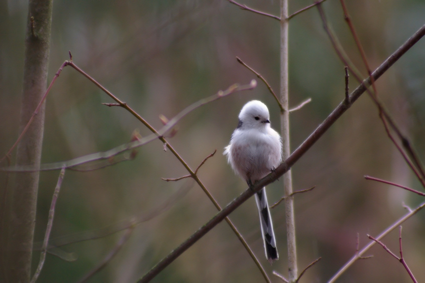 Aegithalos caudatus (Raniuszek)