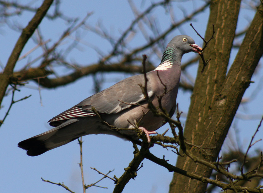 Dziki gołąb - grzywacz (Columba palumbus)