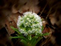 Forest flower