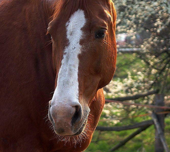 Wiosenny portret