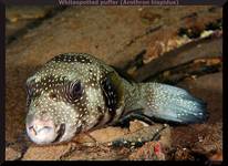 Whitespotted puffer (Arothron hispidus)