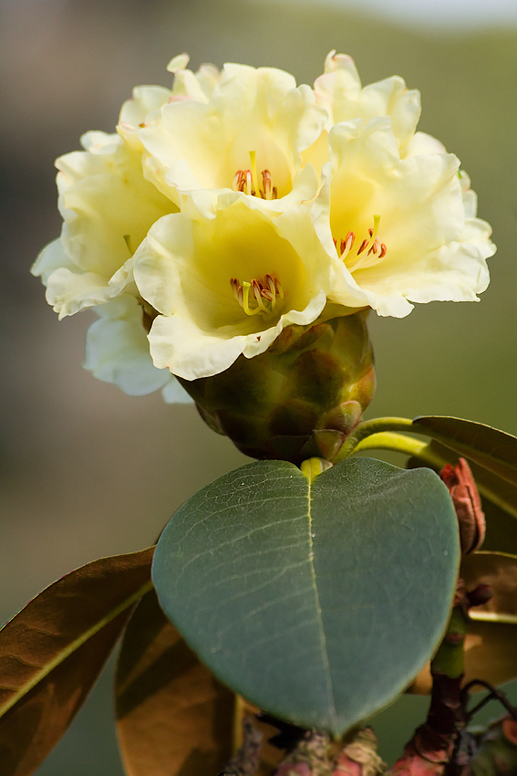 Rododendron