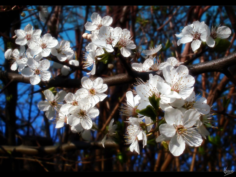 Moda na flowersy drzewne :)