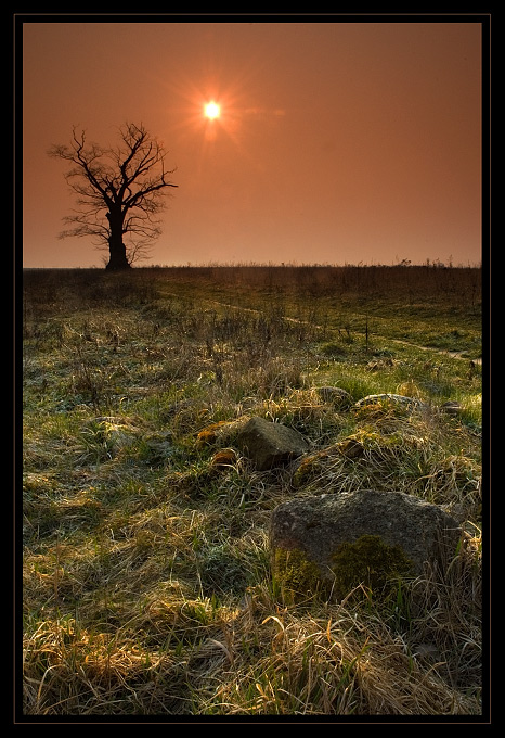 Stary dąb