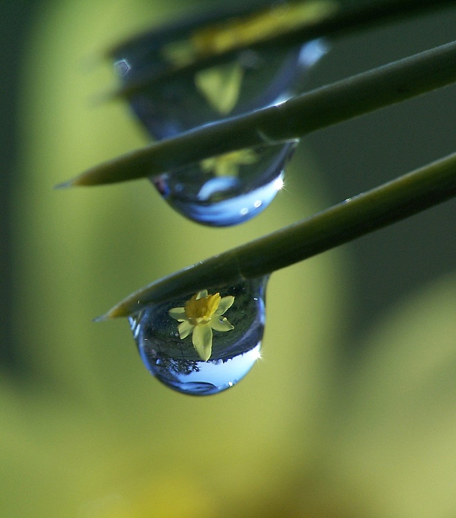 wiosenna kropla