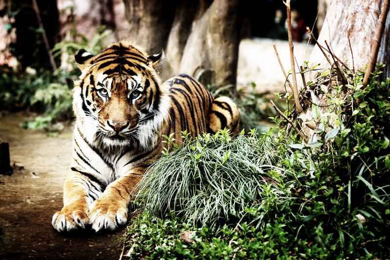 Ueno ZOO 02