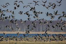 Masai Mara nad Biebrzą