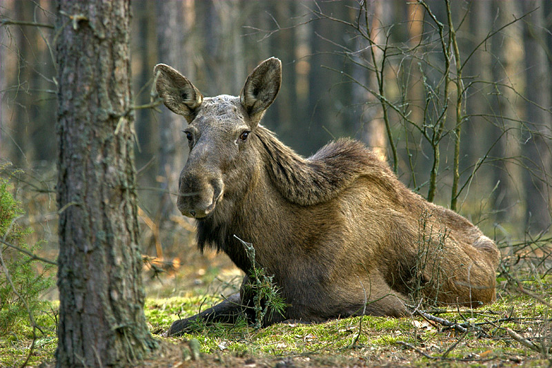 leżakowanie