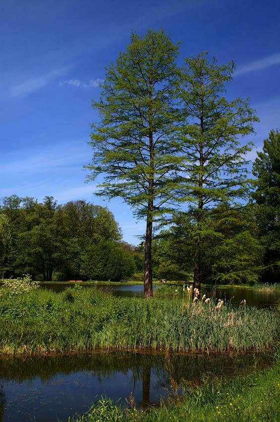 Park w Kórniku