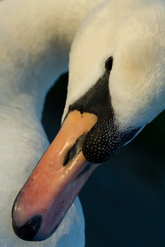 Cygnus olor