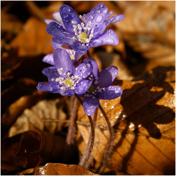 Hepatica nobilis