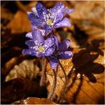 Hepatica nobilis