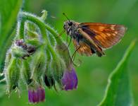 KARŁĄTEK PRZECINEK (Hesperia comma)