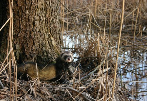 Mustela putorius