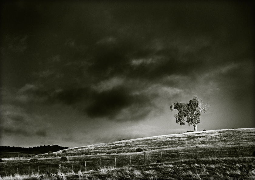 tree on the hill