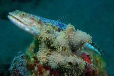 Clearfin lizardfish