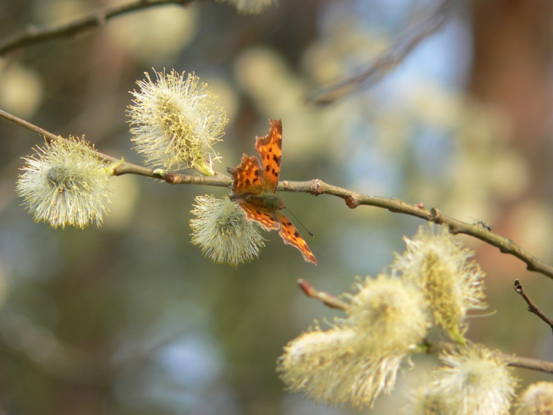 motyl