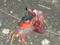 Barbadoski Krab