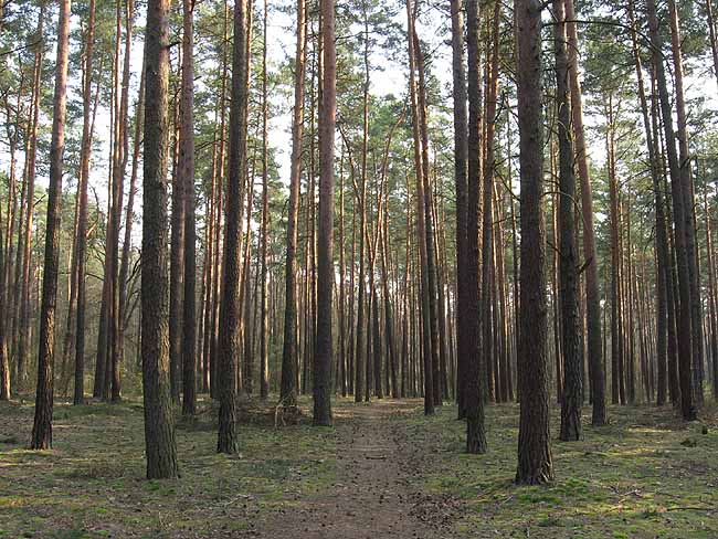 Leśne spacery