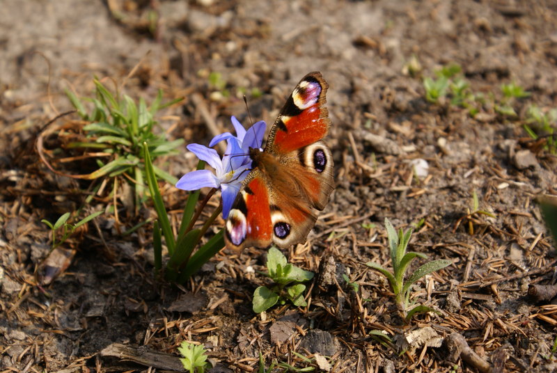 Motyl