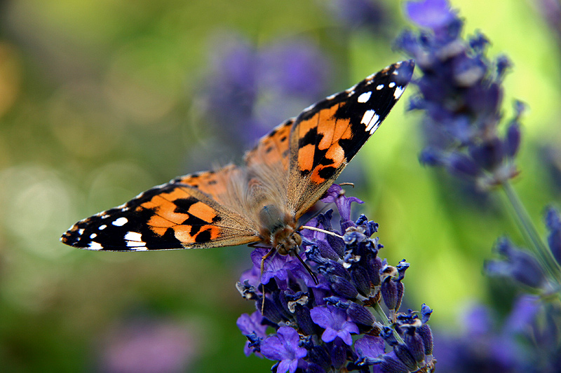 Vanessa cardui