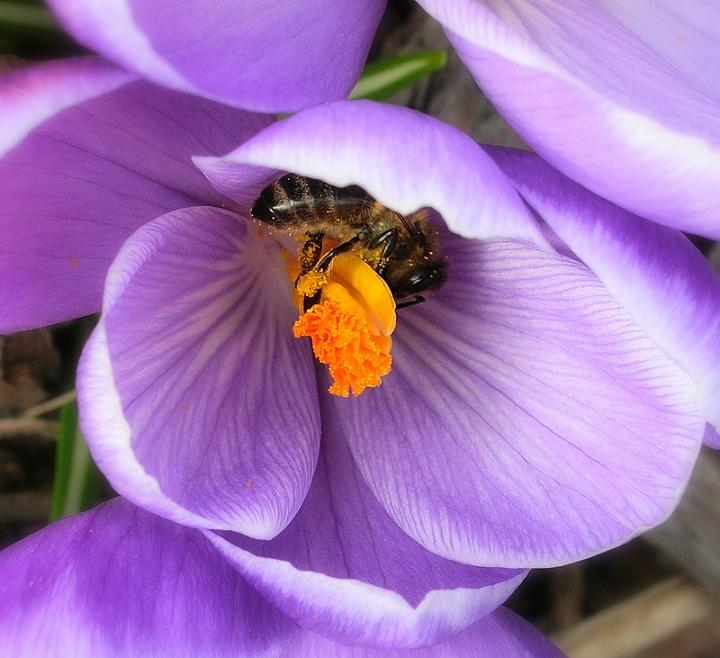 krokus i dodatek