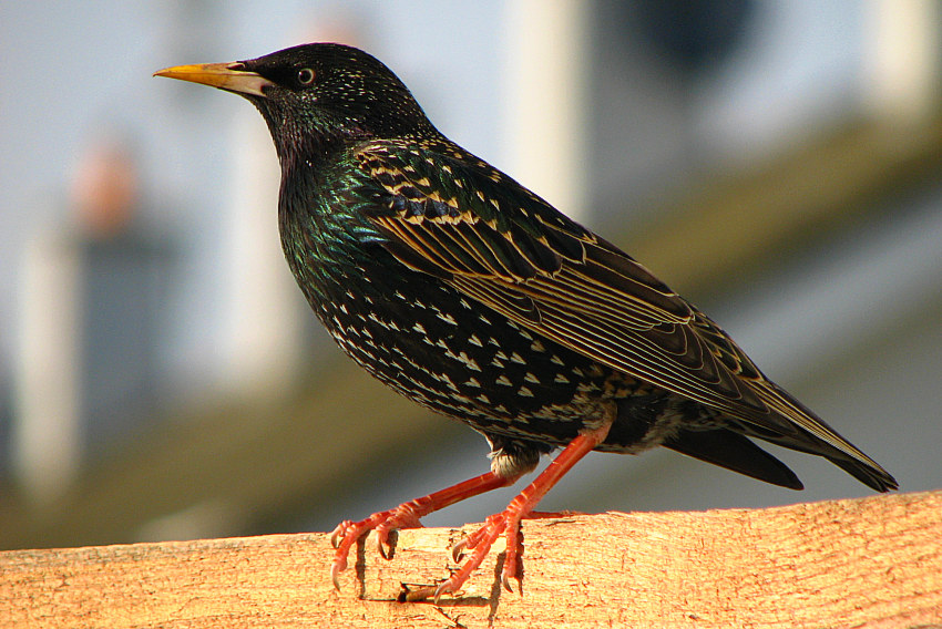 Sturnus vulgaris czyli szpak