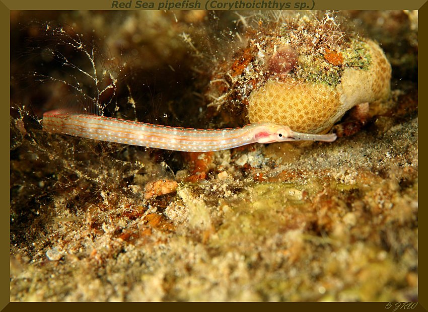 Red Sea pipefish (Corythoichthys sp.)