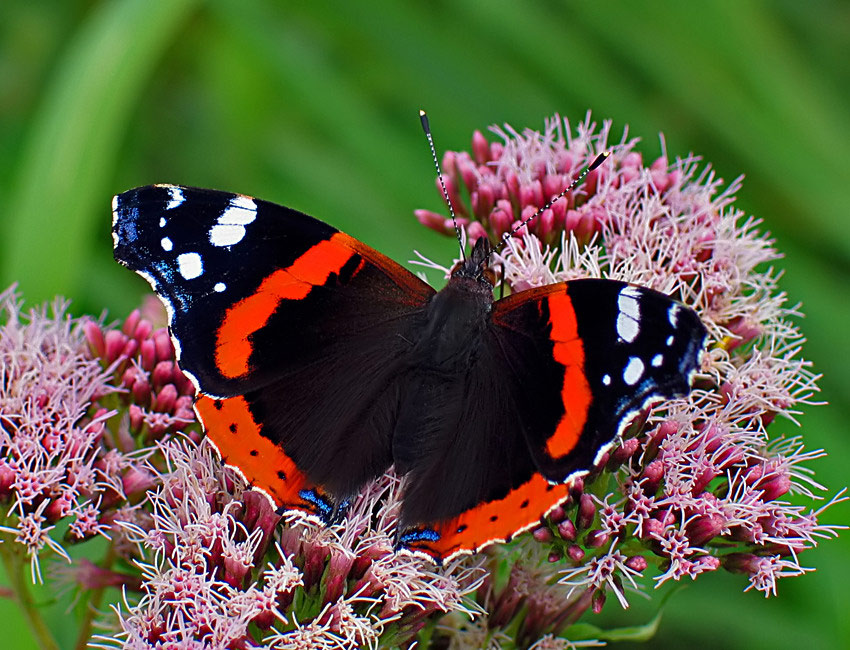 RUSAŁKA ADMIRAŁ (Venessa atalanta)