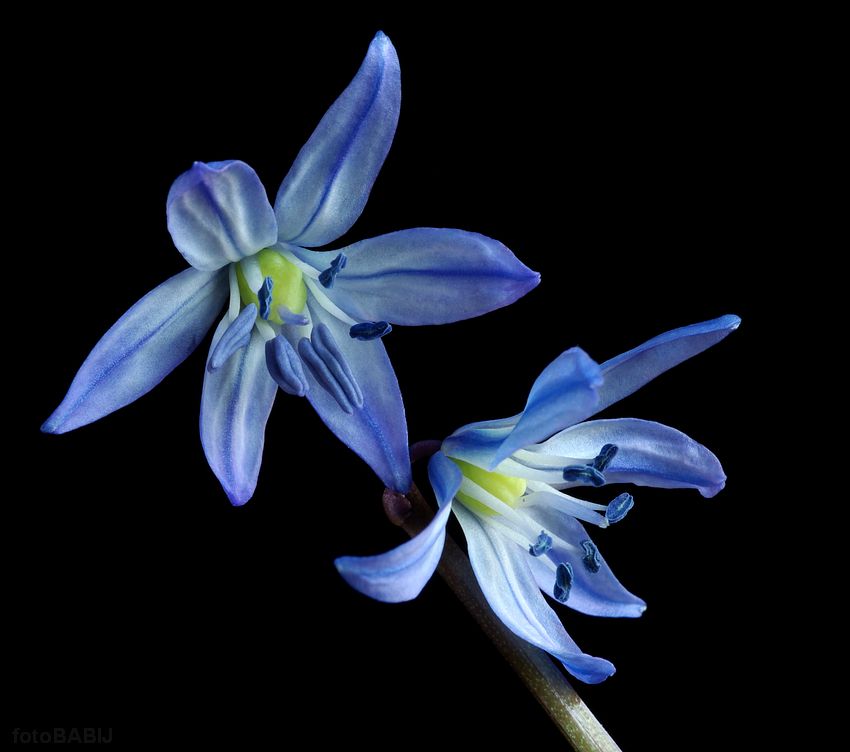 69 - Scilla siberica \"Spring Beauty\" (Cebulica syberyjska)